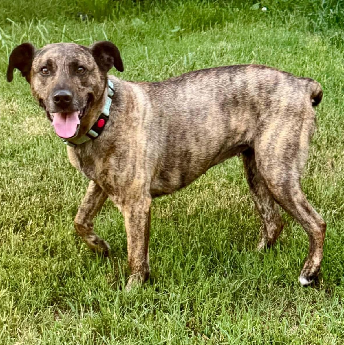 Sophie, a ADOPTABLE mixed breed in Colchester, CT image 1/6