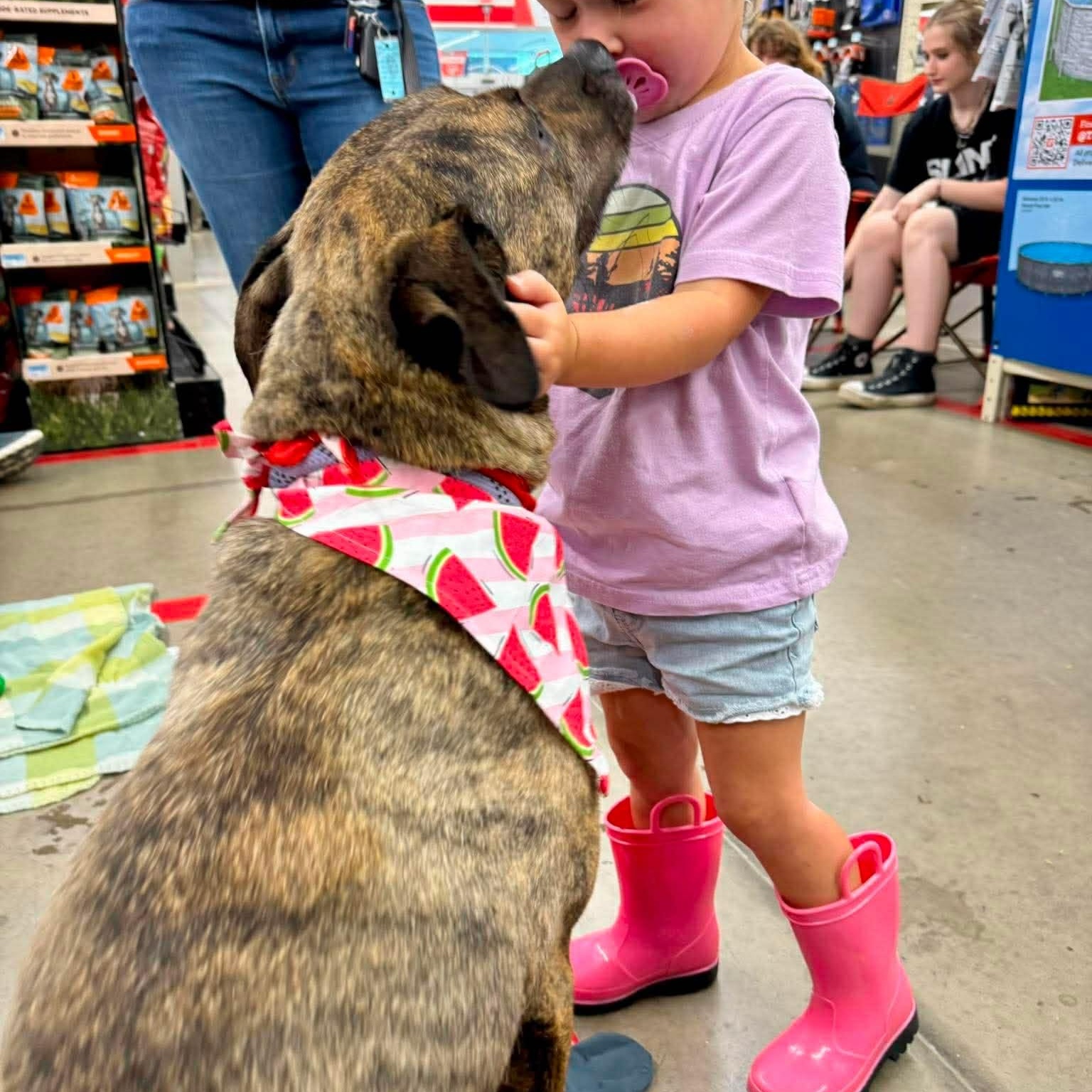 Sophie, a ADOPTABLE mixed breed in Colchester, CT image 3/6