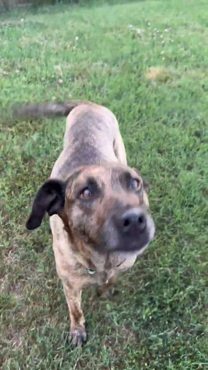 Enlarge Sophie, a ADOPTABLE mixed breed in Colchester, CT video 6/6