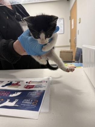 Garnet, Adoptable, Adult Male Domestic Short Hair & Domestic Short Hair.