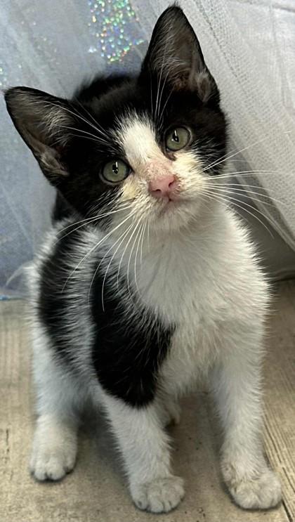 Enlarge Garnet, a Adoptable Domestic Short Hair in Shreveport, LA image 2/2