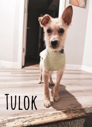 Tulok, ADOPTABLE, Young Male Mixed Breed.