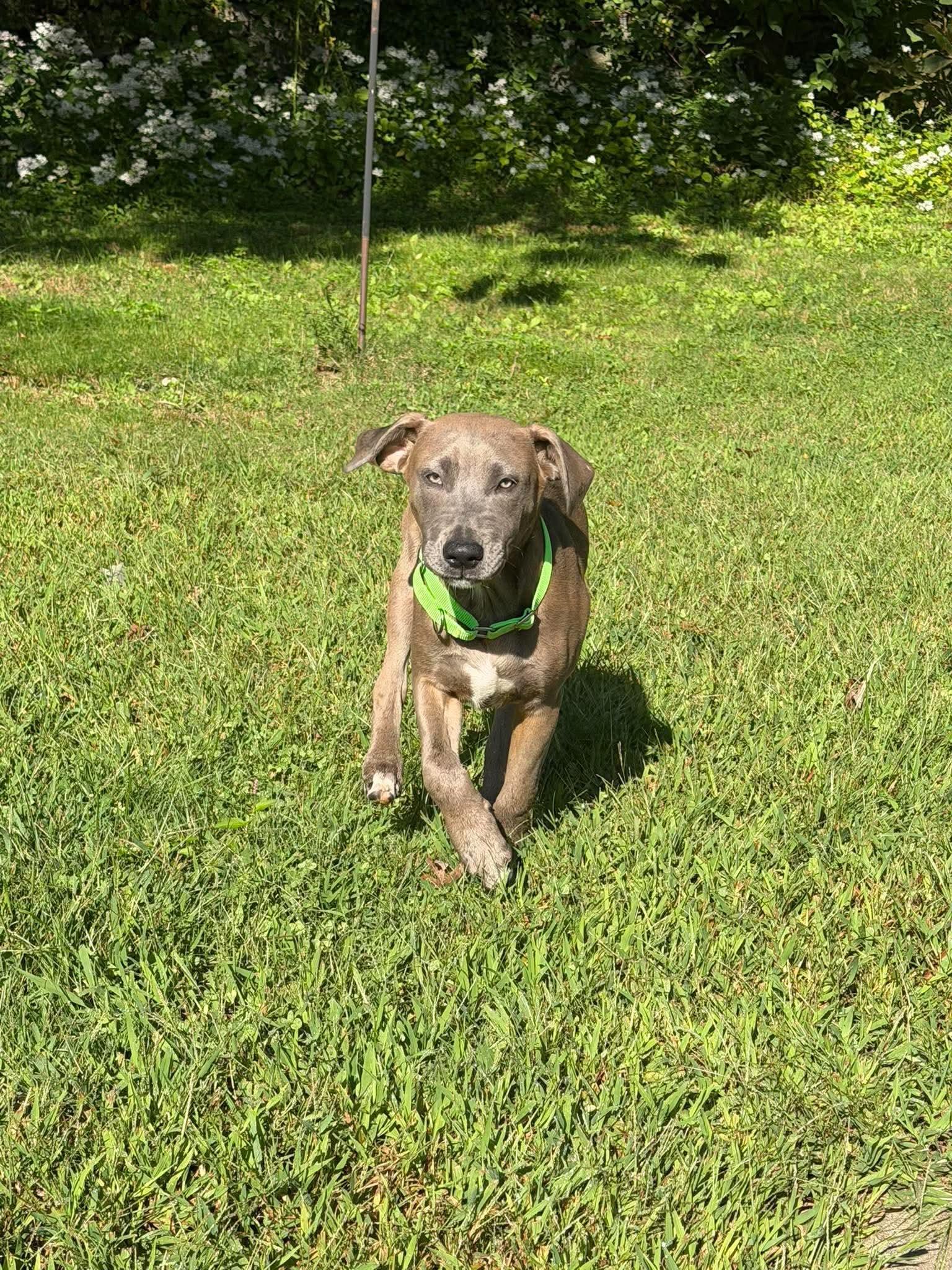 Enlarge Lottie, a Adoptable mixed breed in Griswold, CT image 2/3