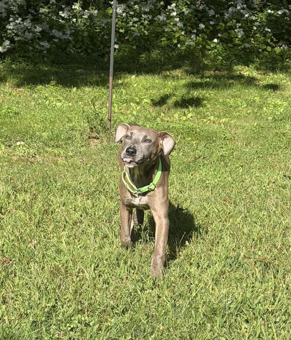 Lottie, Adoptable, Puppy Female Mixed Breed.