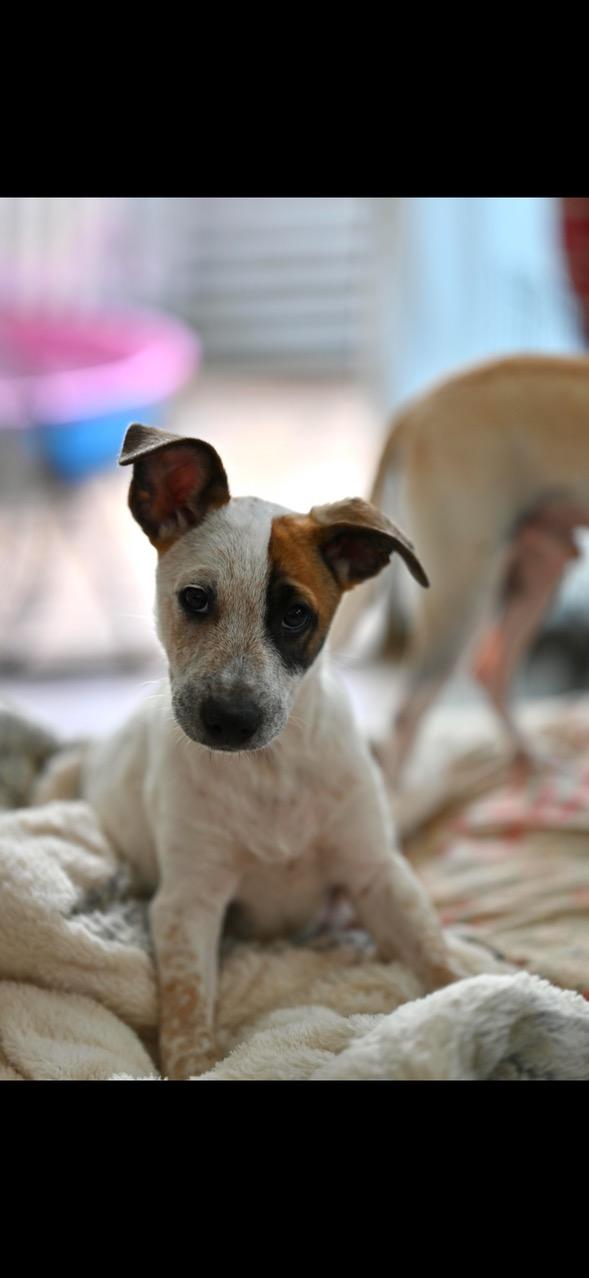 Digger, Adoptable, Puppy Male Australian Cattle Dog / Blue Heeler.