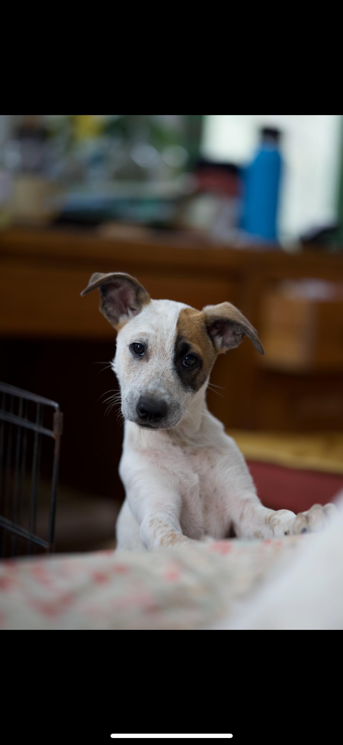 Enlarge Digger, a Adoptable Australian Cattle Dog / Blue Heeler in Johnson City, TX image 2/3