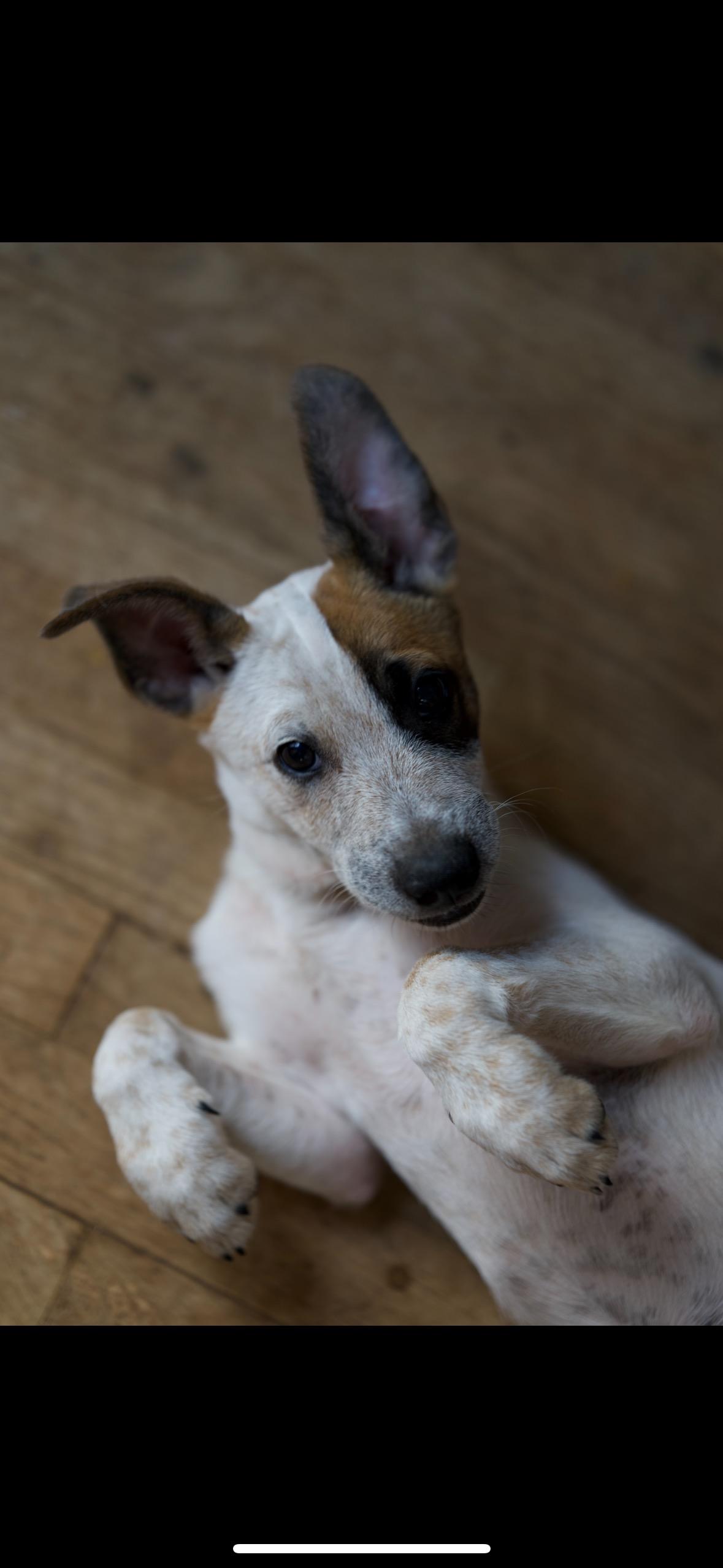 Enlarge Digger, a Adoptable Australian Cattle Dog / Blue Heeler in Johnson City, TX image 3/3