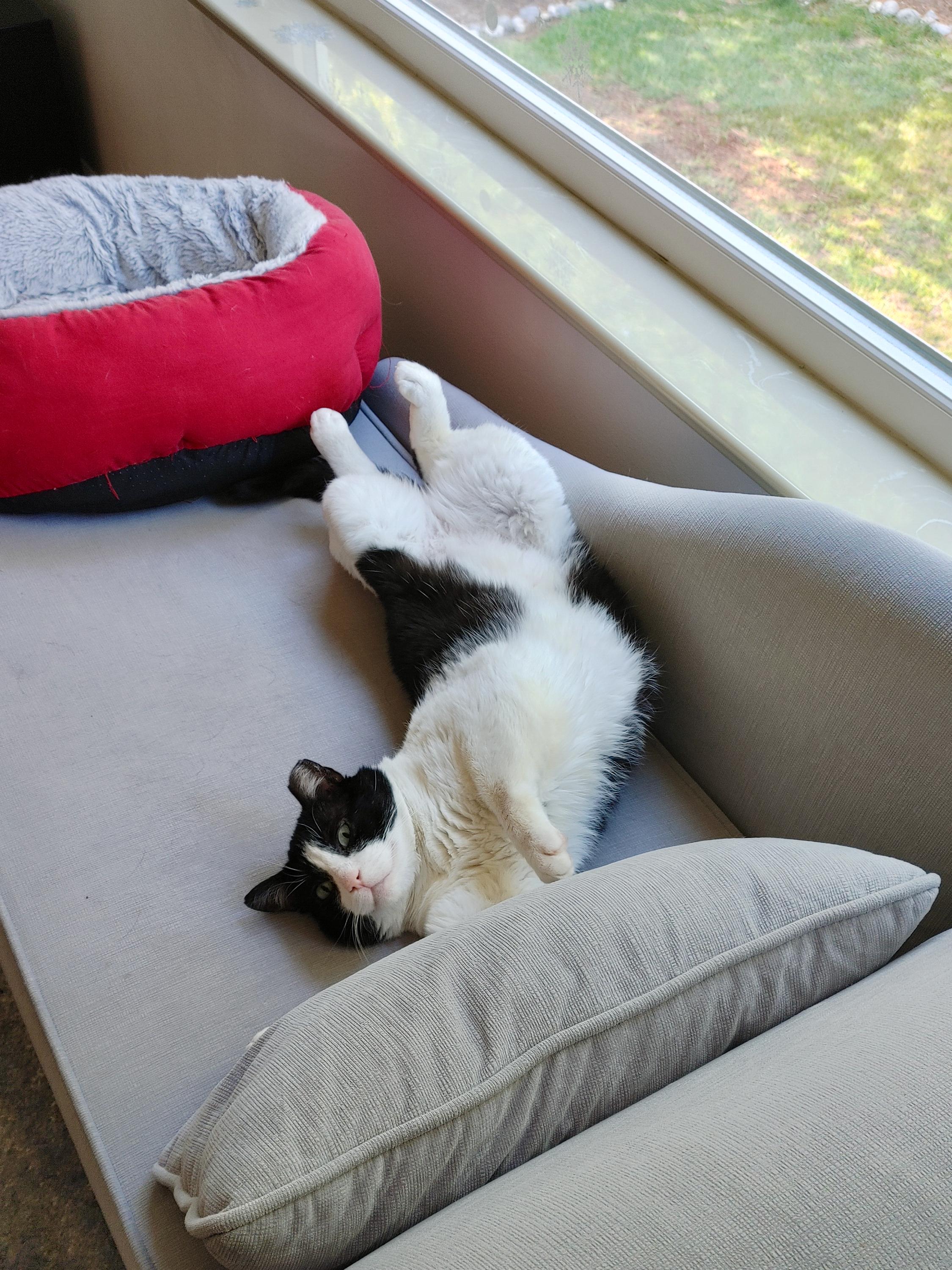 Domino photo 3