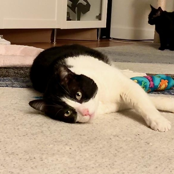 Domino