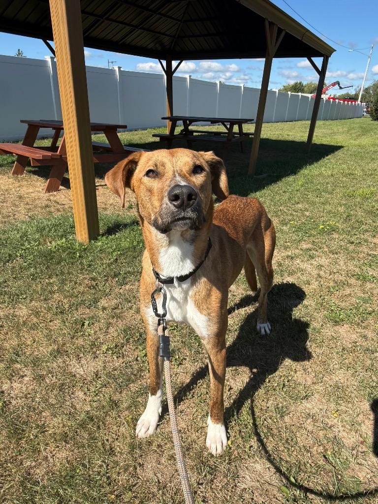 Enlarge Frost, a Adoptable mixed breed in North Syracuse, NY image 1/6