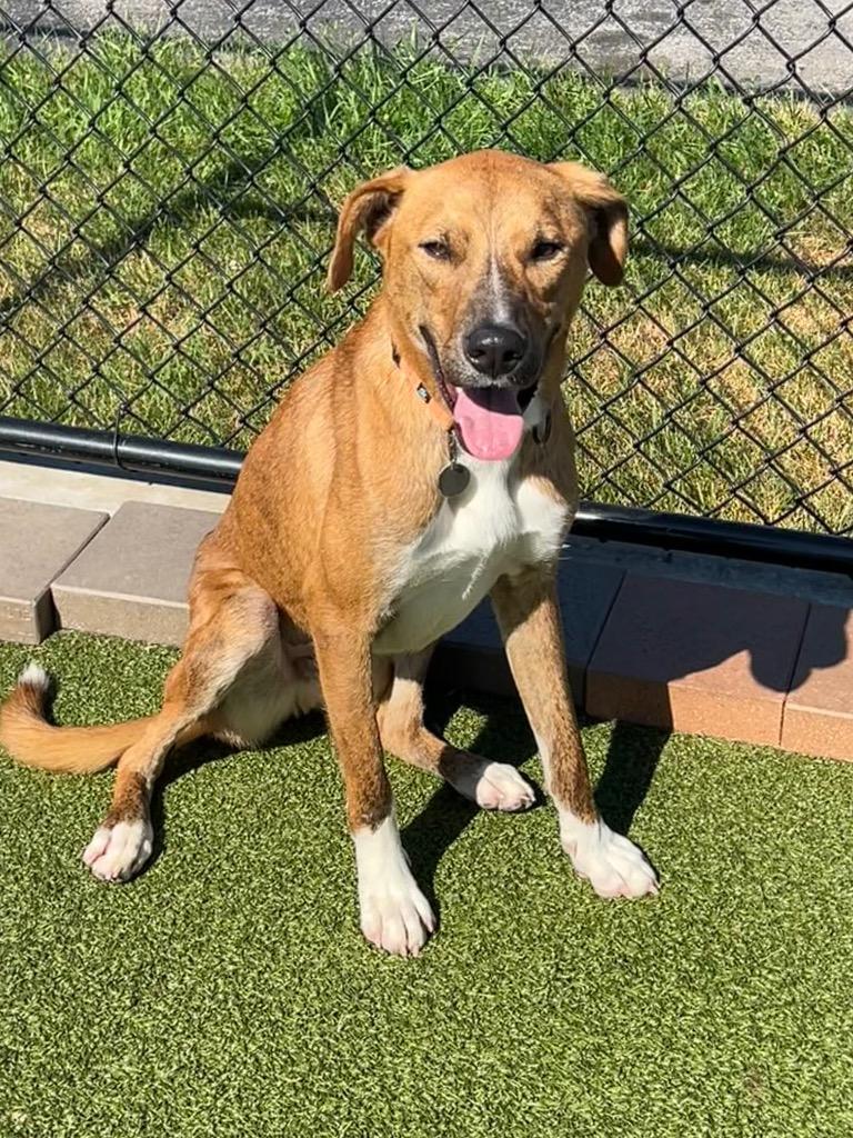 Enlarge Frost, a Adoptable mixed breed in North Syracuse, NY image 2/6