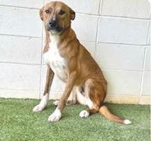 Enlarge Frost, a Adoptable mixed breed in North Syracuse, NY image 3/6