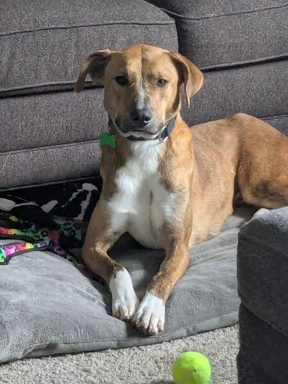 Enlarge Frost, a Adoptable mixed breed in North Syracuse, NY image 3/6