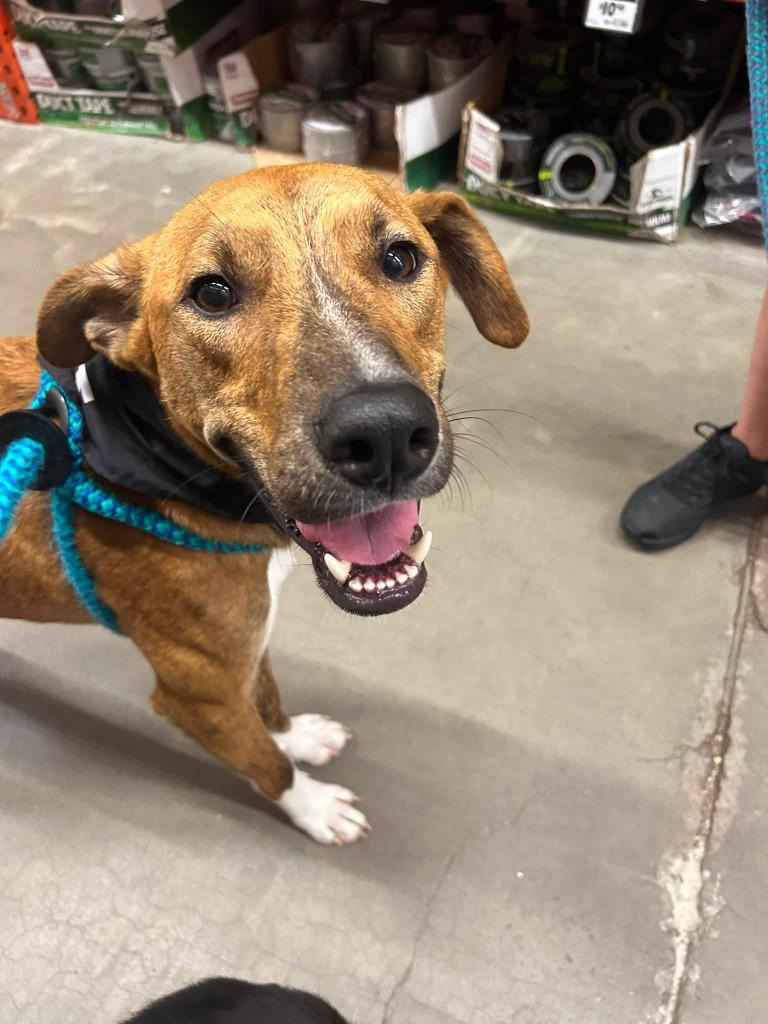 Enlarge Frost, a Adoptable mixed breed in North Syracuse, NY image 4/6
