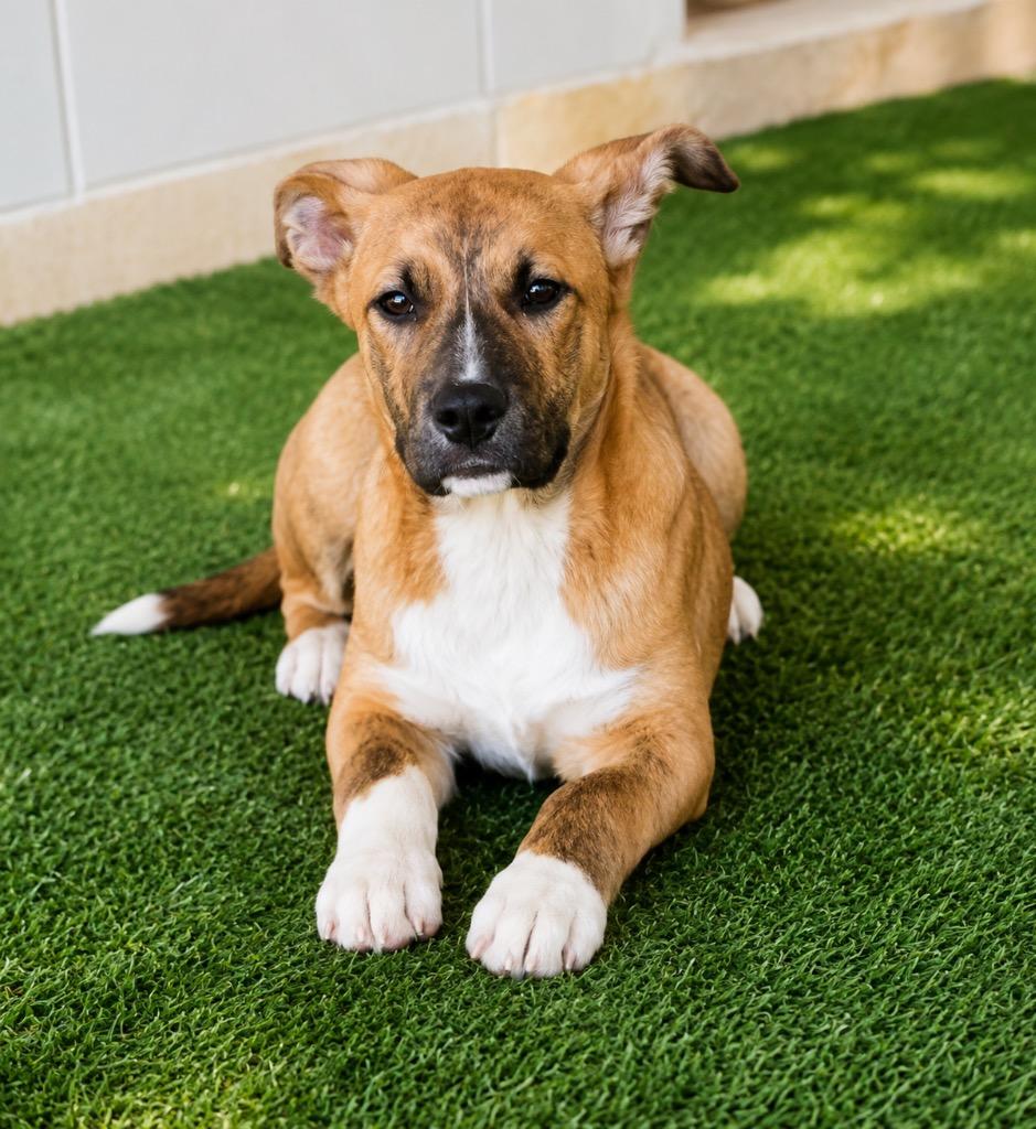 Enlarge Frost, a Adoptable mixed breed in North Syracuse, NY image 6/6