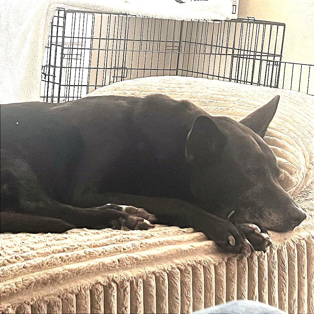 Bridget, a Adoptable Mixed Breed in Galveston, TX image 1/5