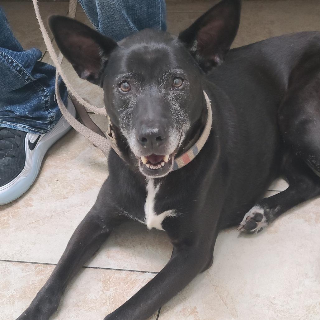 Bridget, a Adoptable Mixed Breed in Galveston, TX image 3/5