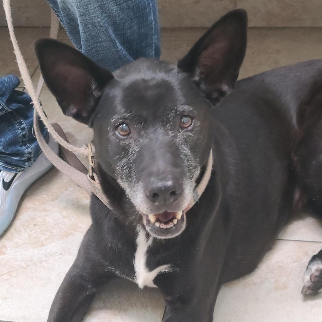 Bridget, a Adoptable Mixed Breed in Galveston, TX image 4/5