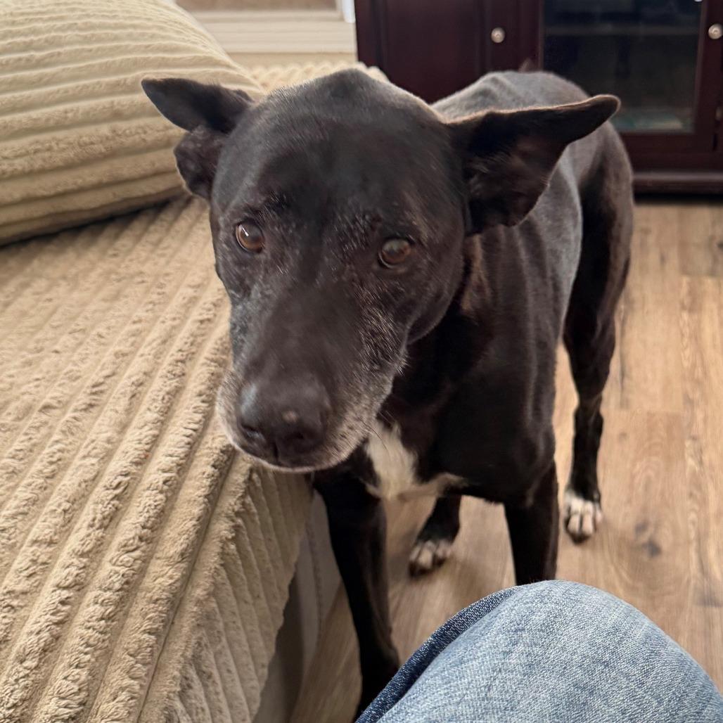 Bridget, a Adoptable Mixed Breed in Galveston, TX image 5/5