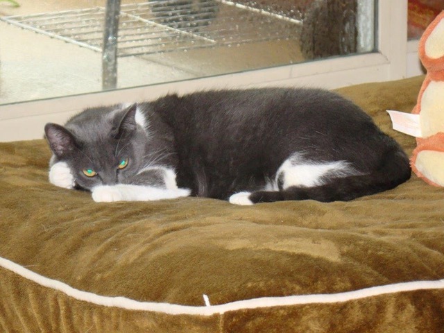 Summer , a Adoptable Domestic Short Hair in Farmington Hills, MI image 3/4