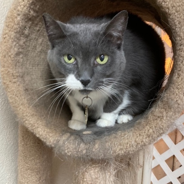 Summer , a Adoptable Domestic Short Hair in Farmington Hills, MI image 4/4
