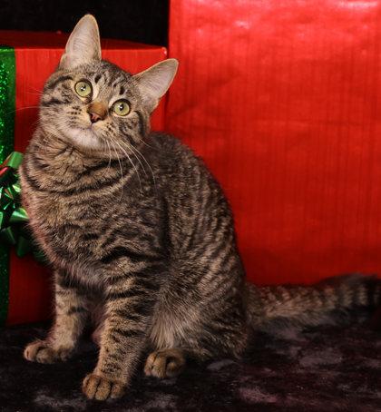 Chase, Adoptable, Young Male Domestic Short Hair & Domestic Short Hair.