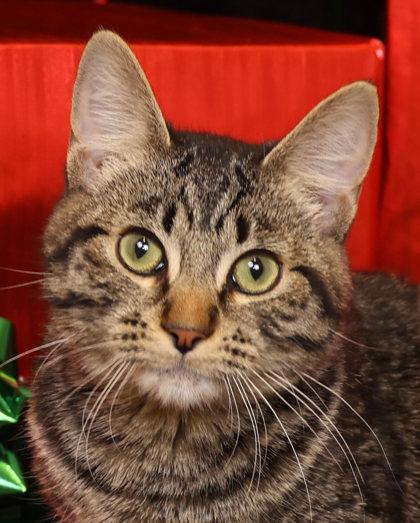 Enlarge Chase, a Adoptable mixed breed in Cedar Hill, TX image 2/2