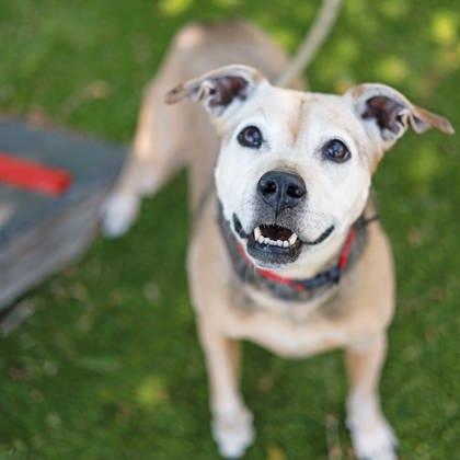 Ambree, Adoptable, Senior Female Labrador Retriever & Mixed Breed.