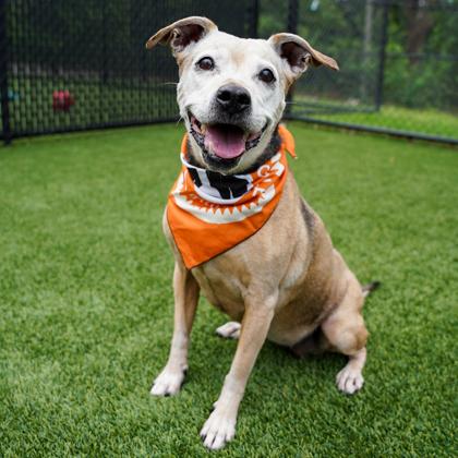 Ambree, a Adoptable mixed breed in Atlanta, GA image 2/3