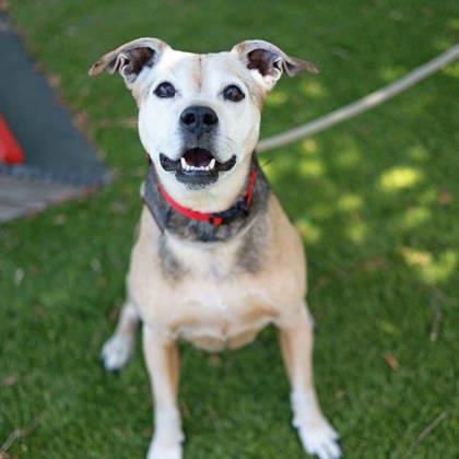 Ambree, a Adoptable mixed breed in Atlanta, GA image 3/3