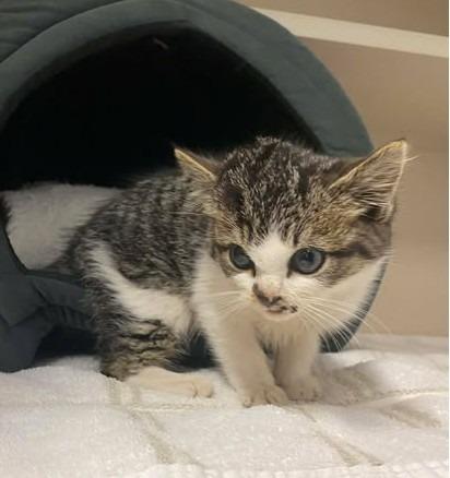 Julio, Adopted, Kitten Male Domestic Short Hair.