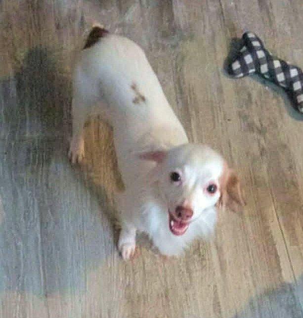 Enlarge SMALL DOGS - FOSTERS NEEDED, an adoptable Mixed Breed in White Bear Lake, MN image 2/2