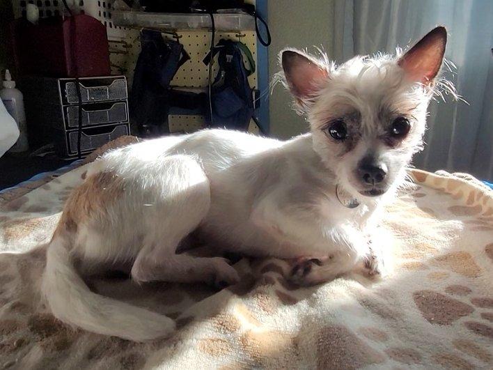 Enlarge SMALL DOGS - FOSTERS NEEDED, an adoptable Mixed Breed in White Bear Lake, MN image 1/2