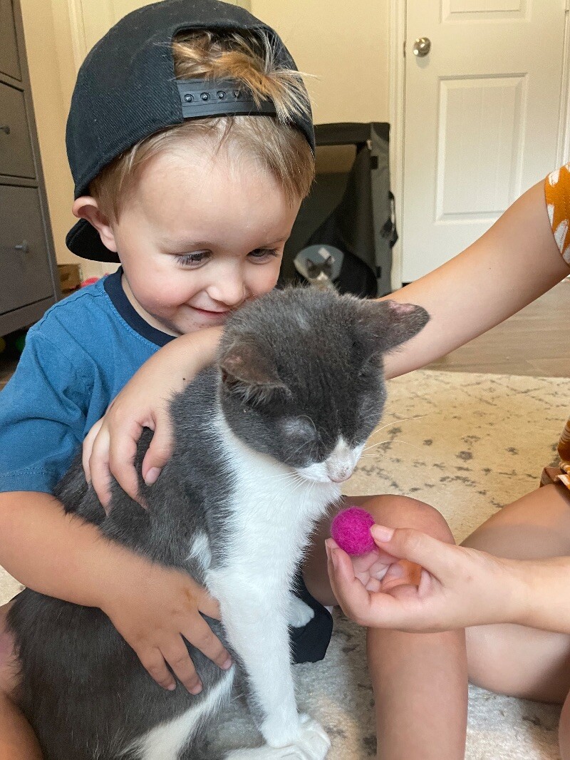 Cat for adoption Stitch Majestic, a Domestic Short Hair Mix in