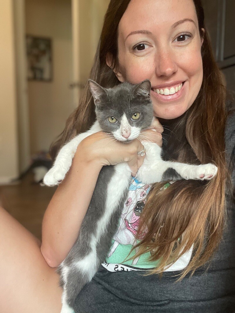 Cat for adoption Stitch Majestic, a Domestic Short Hair Mix in