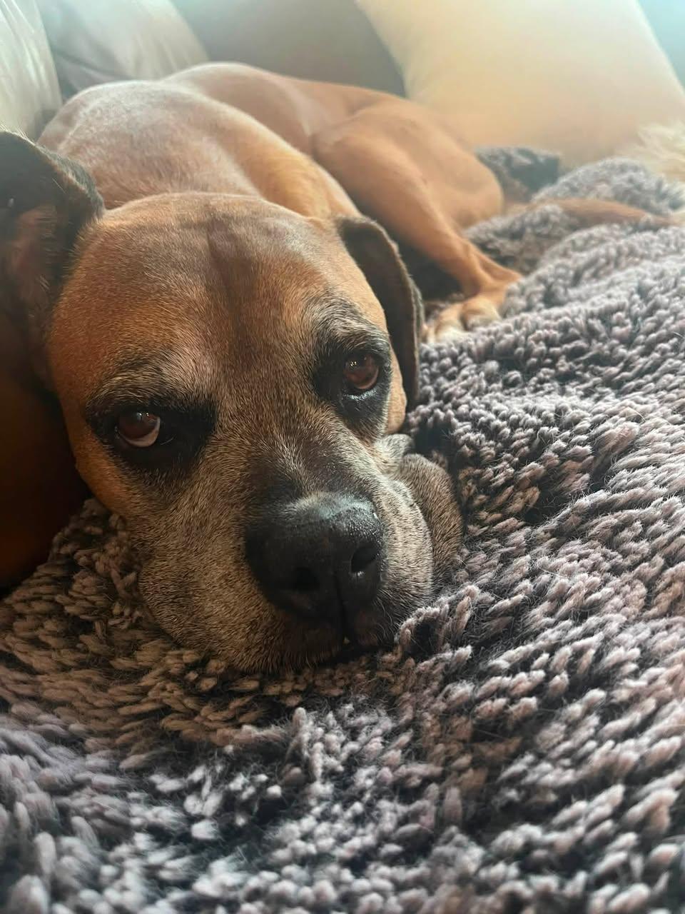 Phil, a Adoptable Boxer in Chino valley, AZ image 3/4