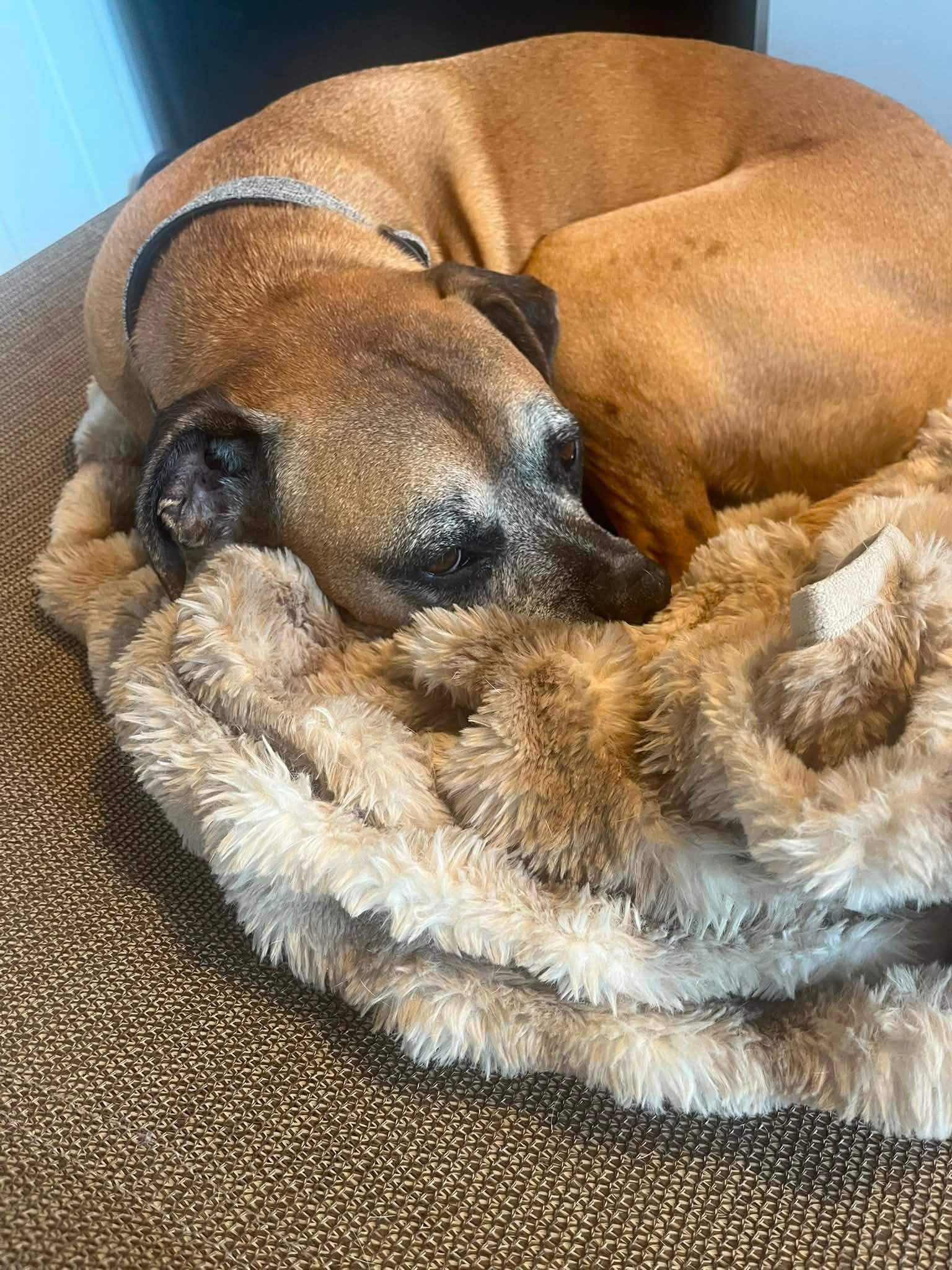 Phil, a Adoptable Boxer in Chino valley, AZ image 4/4
