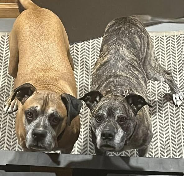 Phil and Indie, Adoptable, Senior Male Boxer.