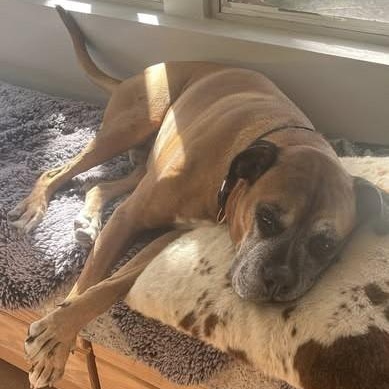 Phil, a Adoptable Boxer in Chino valley, AZ image 2/2