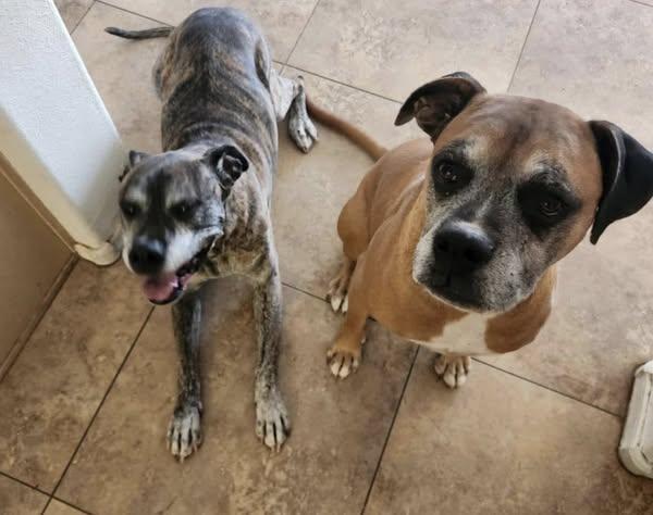 Phil and Indie, a Adoptable Boxer in Chino valley, AZ image 2/2