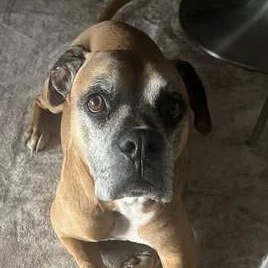 Phil, Adoptable, Senior Male Boxer.