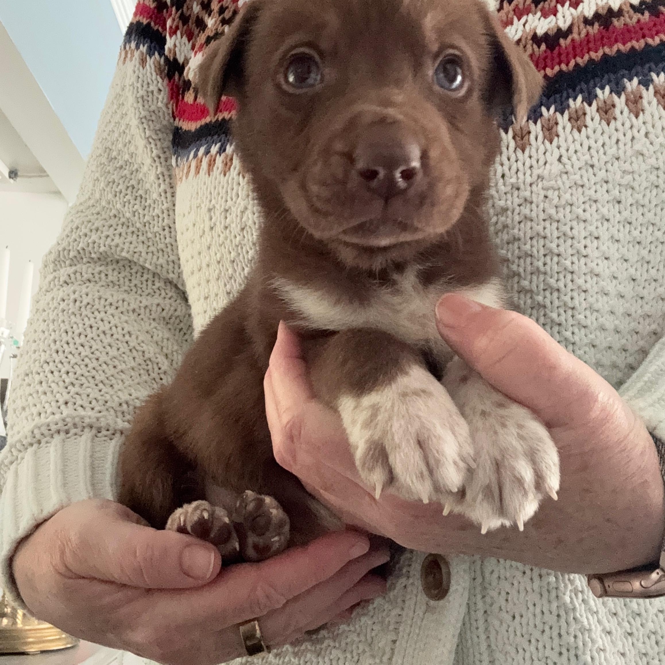 Enlarge Hershey, an adopted mixed breed in Hamilton , NJ image 1/1