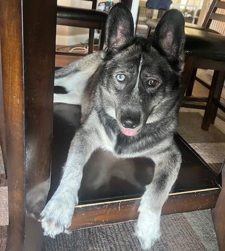 Aspen, a Adoptable Husky in Brooklyn Center, MN image 1/3