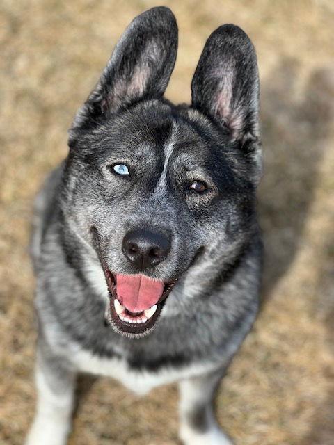 Aspen, Adoptable, Adult Male Husky.
