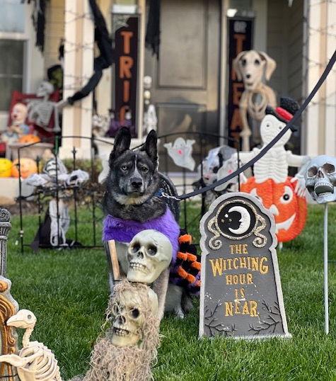 Aspen, a Adoptable Husky in Brooklyn Center, MN image 3/3