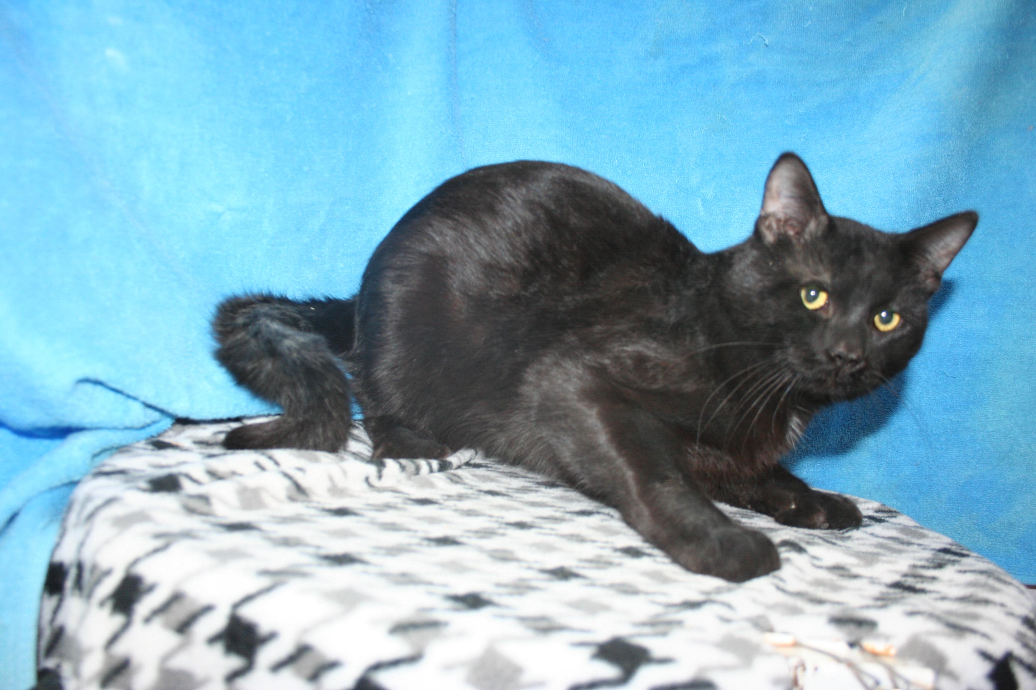 Mr. Beans - ADOPTION PENDING, an adopted mixed breed in Howell, MI image 2/3