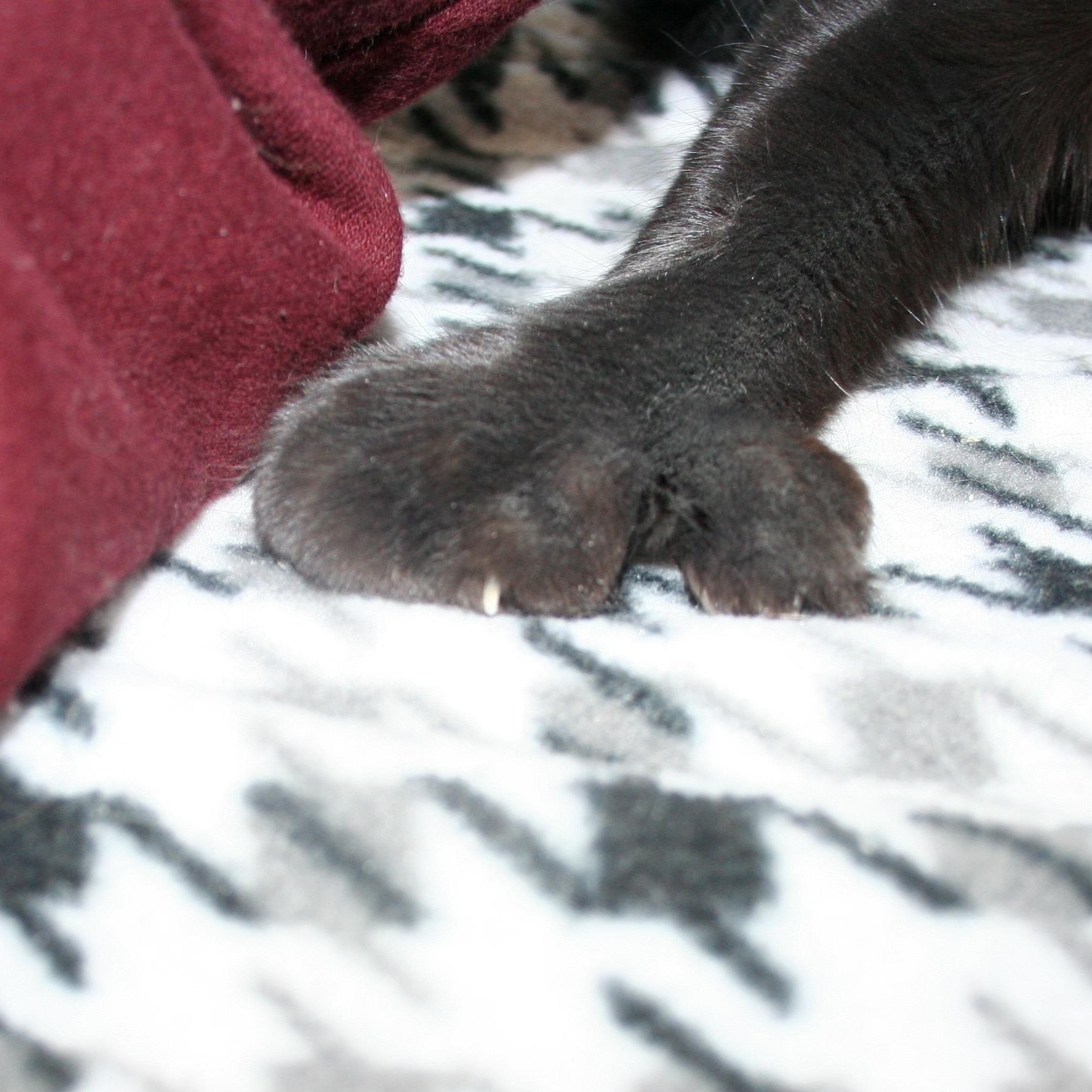 Mr. Beans - ADOPTION PENDING, an adopted mixed breed in Howell, MI image 3/3