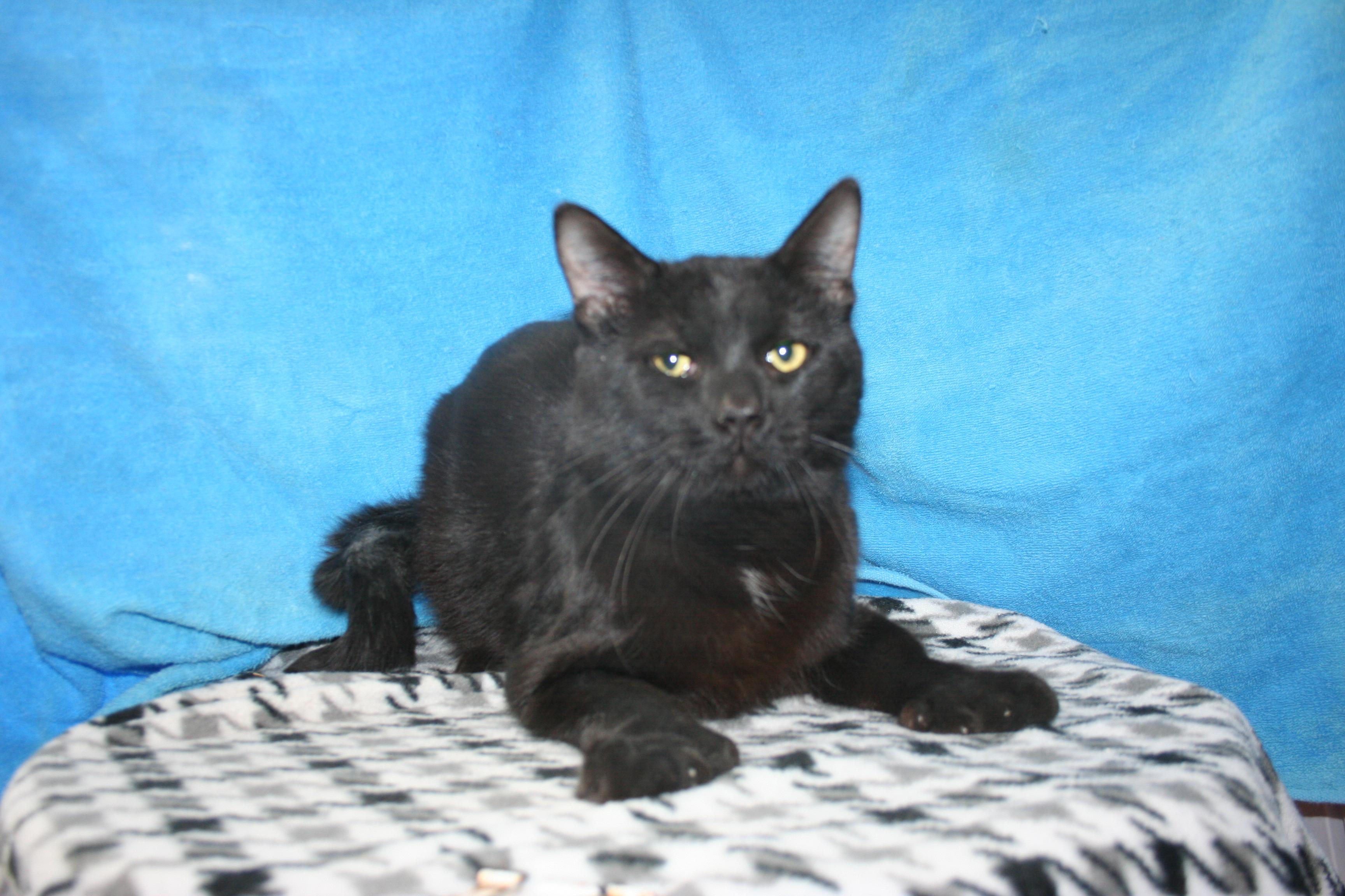 Mr. Beans - ADOPTION PENDING, adopted, Young Male Domestic Short Hair.