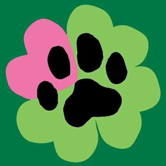 More Cats, Adoptable, Young Male Domestic Short Hair.