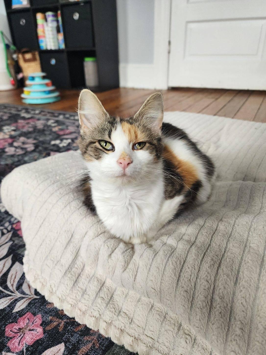 Ravioli, adopted, Young Female Domestic Medium Hair.